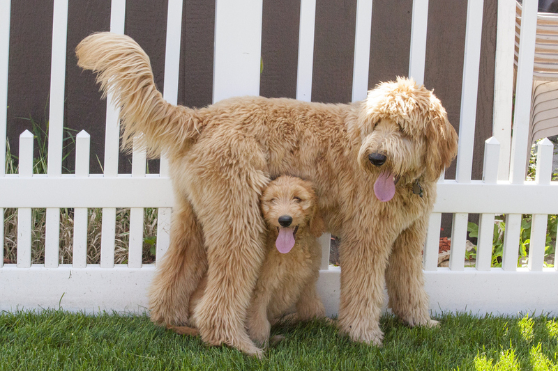 Lowchen The Perfect Dog Breeds For Pensioners   Shutterstock 698929666 Dogbreeds Goldendoodle .pro Cmg.v 