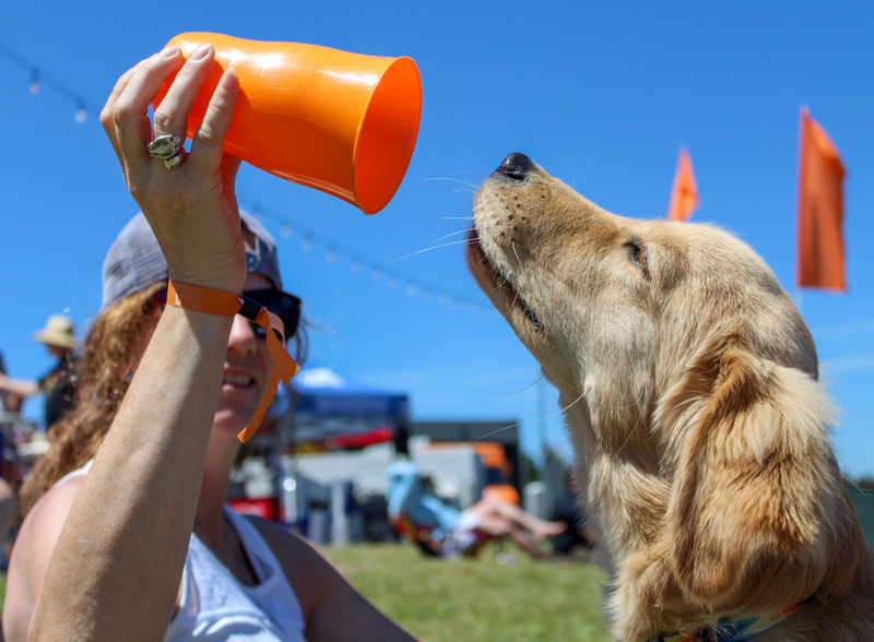 Festivals Around the World That Are Worth Checking Out | Shutterstock