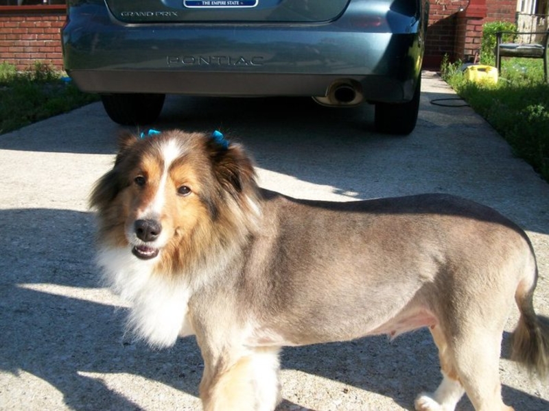 how to gove a rough collie a haircut