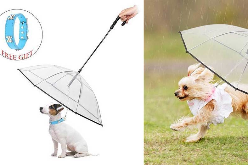 how do i protect my dog from rain