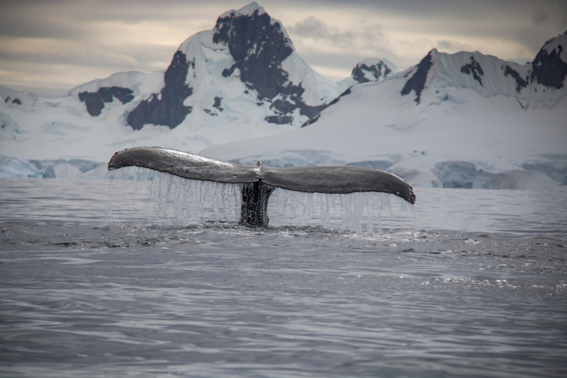 So, What Exactly Is an Expedition Cruise? | Getty Images Credit: : Wyatt Holiday / 500px