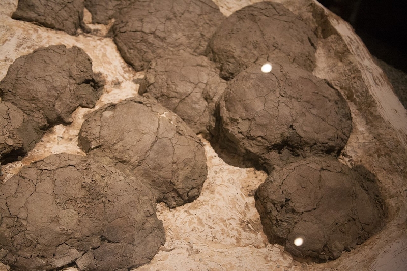 New Dinosaur Discoveries: Eggs, Embryos, Teeth, and Much More | 