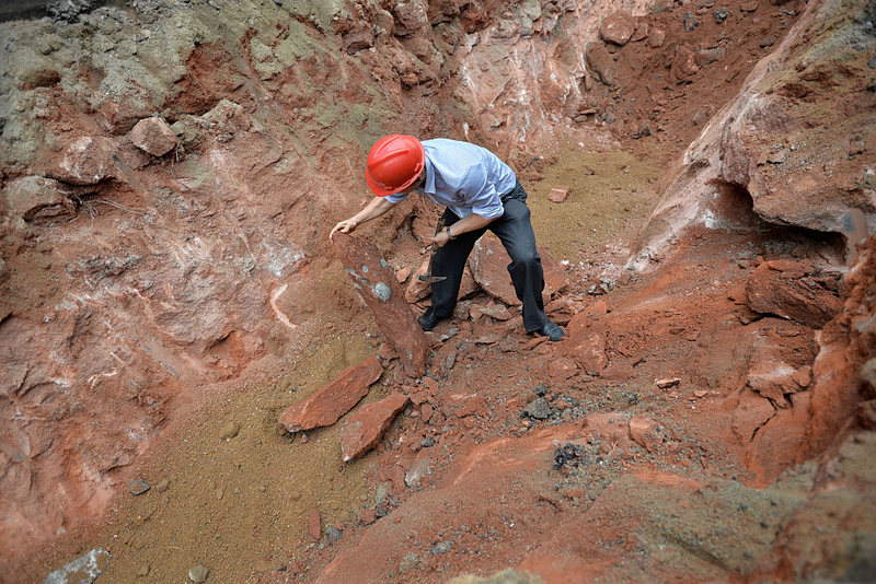 New Dinosaur Discoveries: Eggs, Embryos, Teeth, and Much More | Getty Images Photo by Barcroft Media