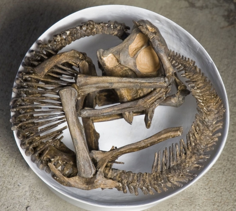 New Dinosaur Discoveries: Eggs, Embryos, Teeth, and Much More | 