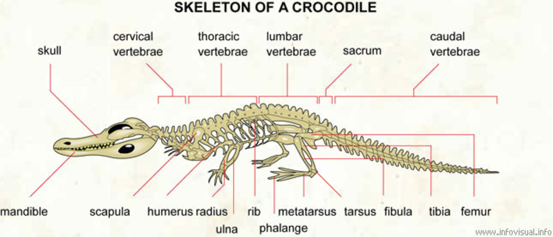 New Dinosaur Discoveries: Eggs, Embryos, Teeth, and Much More | Bernard Dery