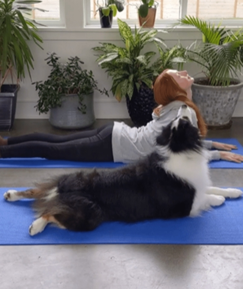 Doggie Yoga | Instagram/@my_aussie_gal