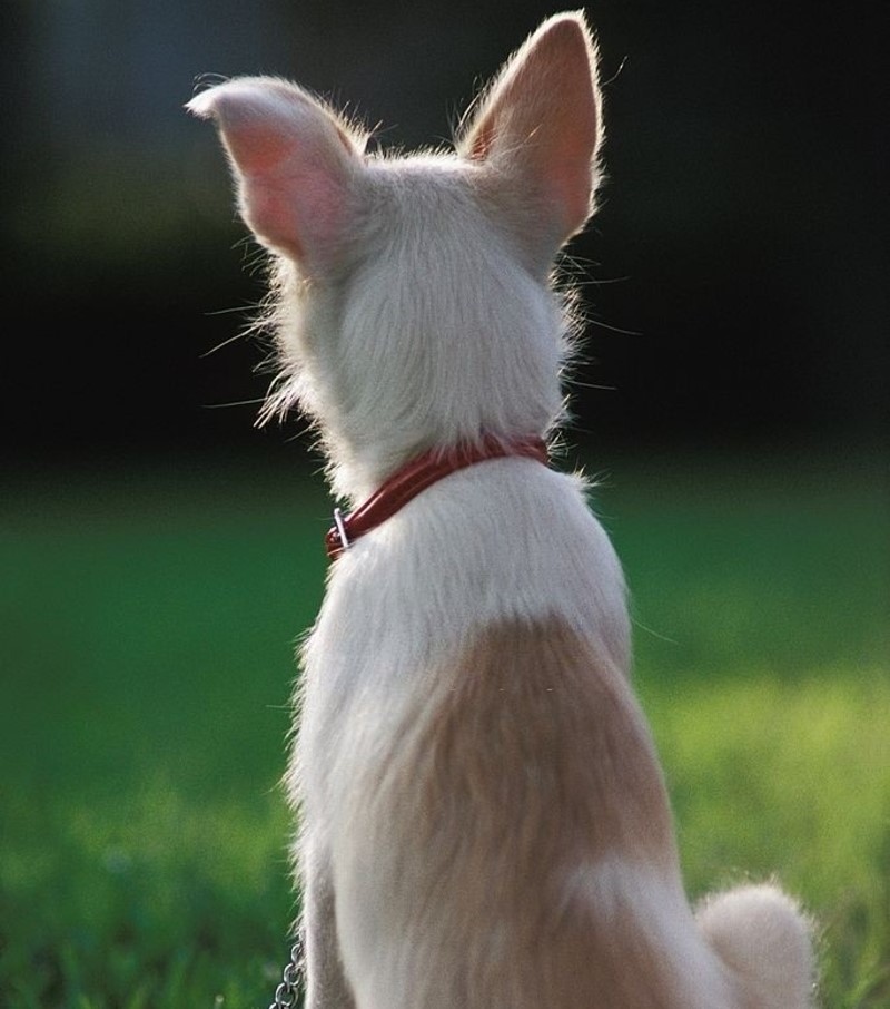 Flicking Their Ears | Getty Images Photo by Education Images/UIG 