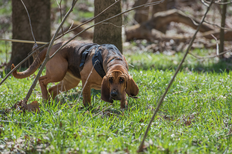 Ready for the Hunt | Shutterstock Photo by NSC Photography