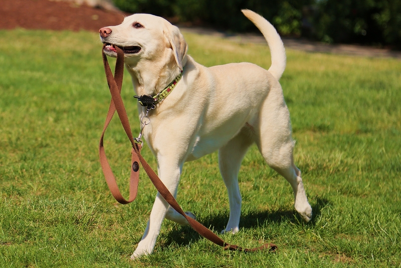 Leash Training | Shutterstock Photo by Steven Bognar