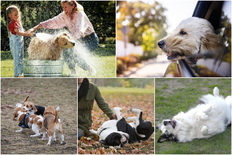 The Hidden Meaning Behind Your Dog’s Behaviors | Getty Images Photo by Yellow Dog Productions & adamkaz & Jaap Arriens/NurPhoto & LittleCityLifestylePhotography & BSIP