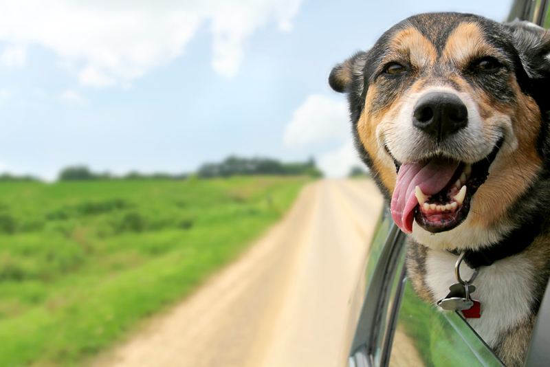 The Cute Side Tongue Means Something | Shutterstock Photo by Christin Lola