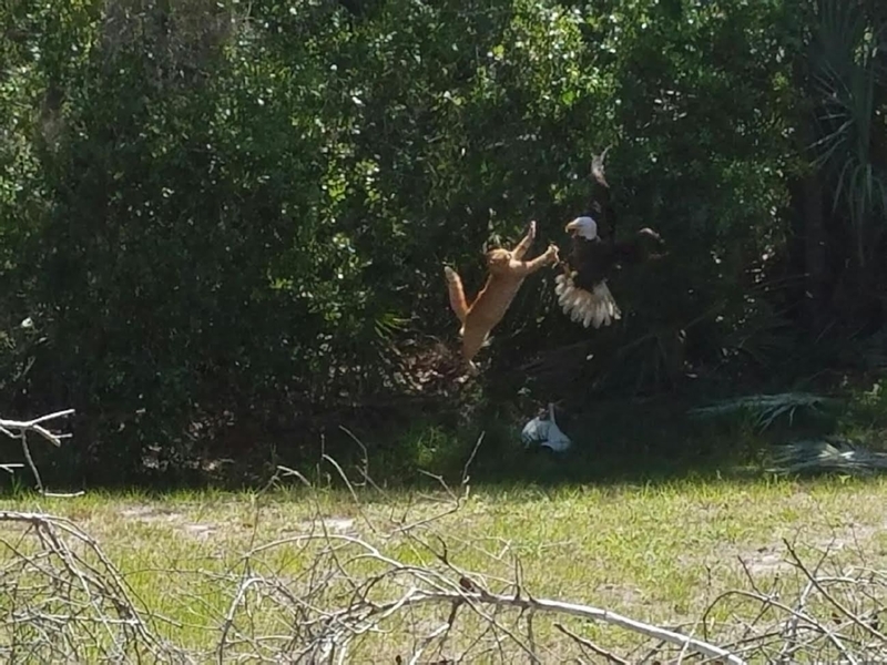 Cat Vs The Eagle | Imgur.com/ozA8VCN