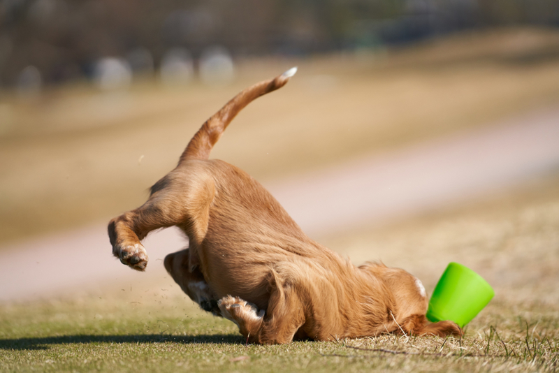 Doggo Takes A Dive | Getty Images Photo by ROMAOSLO