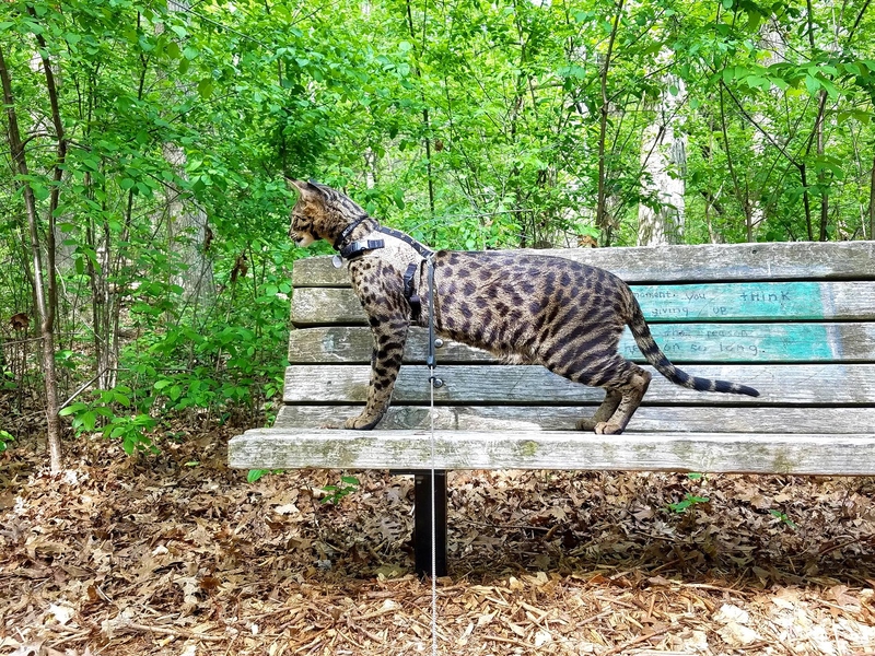 The Tallest Cat to Ever Live | Facebook/@ArcturusAldebaranPowers