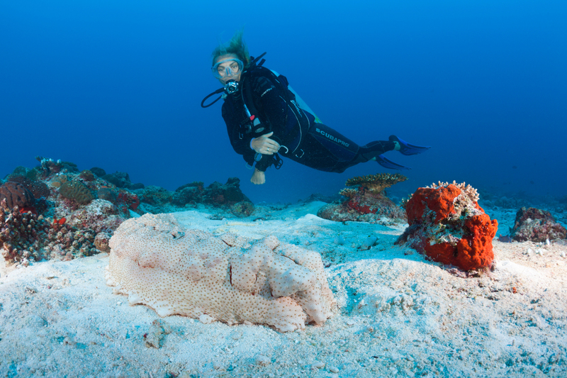 The Gargantuan Sea Cucumber | Alamy Stock Photo