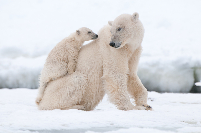 Largest Land Carnivores | Shutterstock