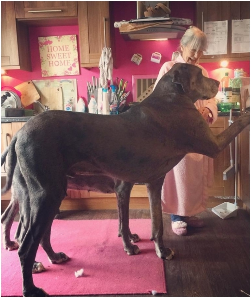 The Greatest Great Dane of All Time | Instagram/@freddygreatdane