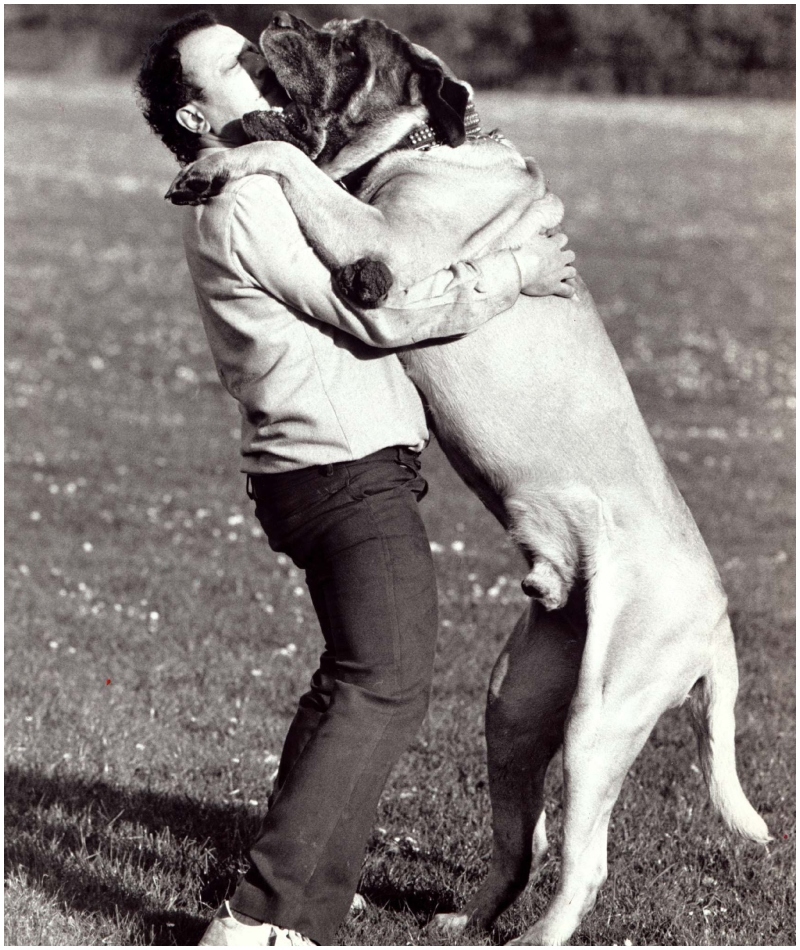 Zorba, The Giant English Mastiff | Alamy Stock Photo