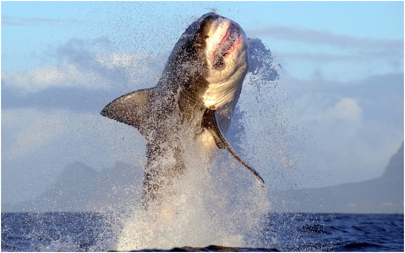 A Huge 36 Foot Great White Was Pulled Up In South Australia | Getty Images Photo by Chris Brunskill Ltd/Corbis