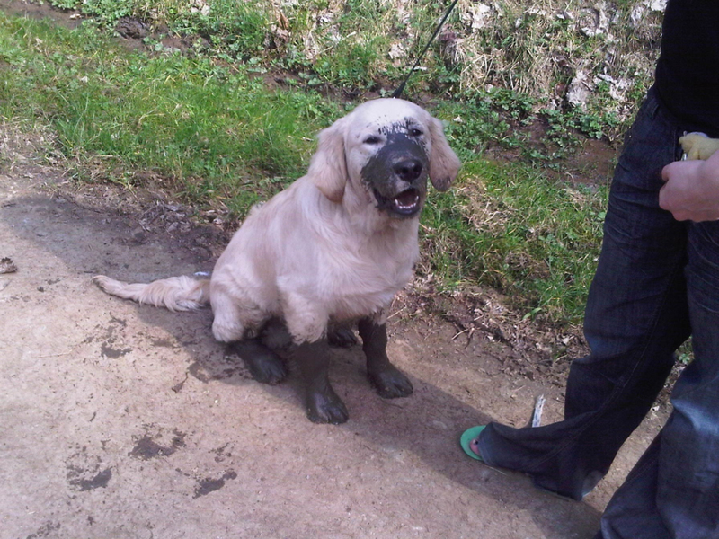 Muddy Pup | Imgur.com/X95zrMb