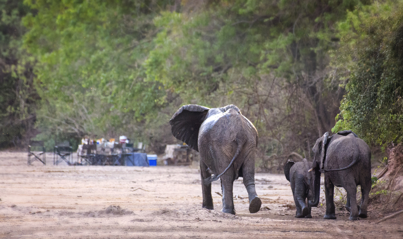 Eagle-Eyed Elephants | Getty Images Photo by Vicki Jauron, Babylon and Beyond Photography