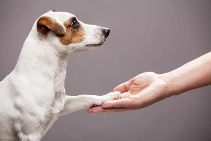 Hold My Paw | Gladskikh Tatiana/Shutterstock