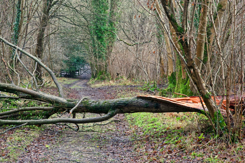 Deep Cracks or Missing Bark Means a Tree Might Be About to Fall | Alamy Stock Photo by Ken Leslie 