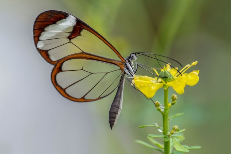 The Transparent, Glass-winged Butterfly | Alamy Stock Photo by Albert Beukhof