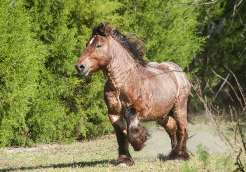 The Great Ardennes Draft Horse Trots Along a Field | Alamy Stock Photo by Mark J. Barrett