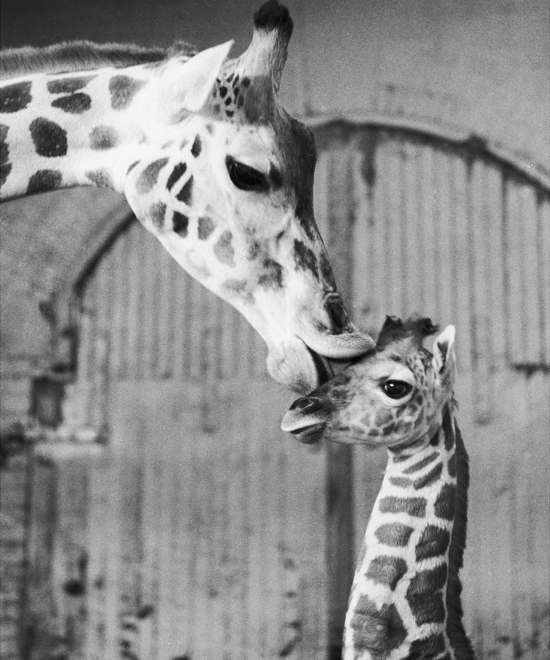 Cleo and Dona | Getty Images Photo by Tom Cunningham/NY Daily News Archive