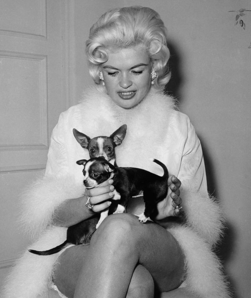 Jayne Mansfield & Her Dogs, 1966 | Alamy Stock Photo 