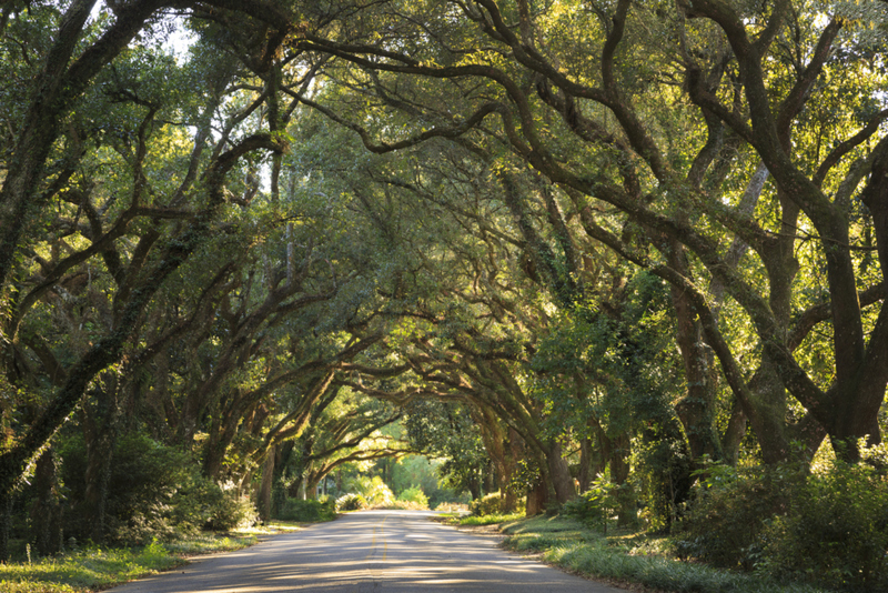 Alabama | Getty Images Photo by Jon Lovette