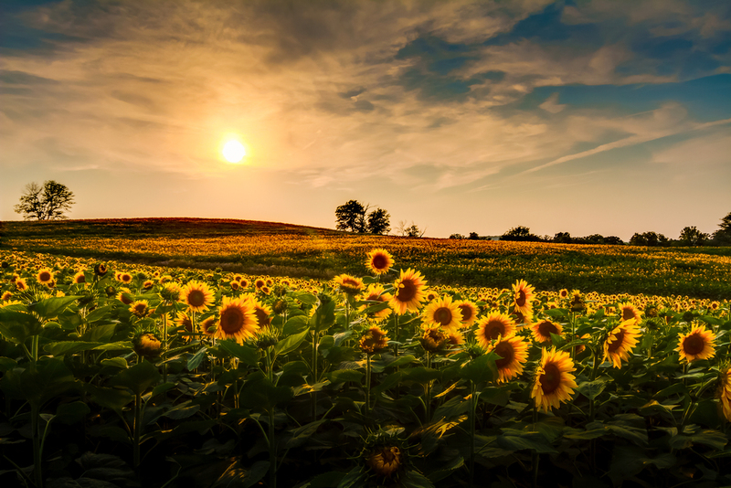 Kansas | Shutterstock Photo by TommyBrison