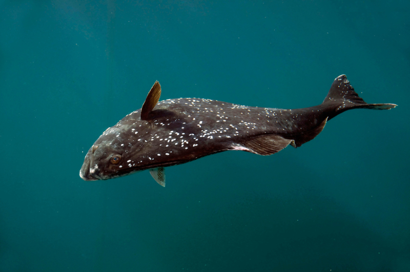 Atlantic Halibut | Alamy Stock Photo