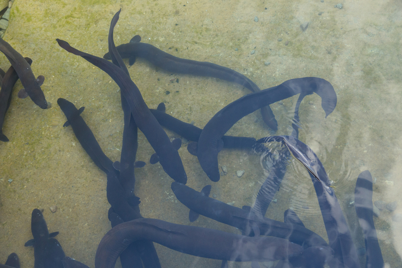 New Zealand Longfin Eel | Shutterstock