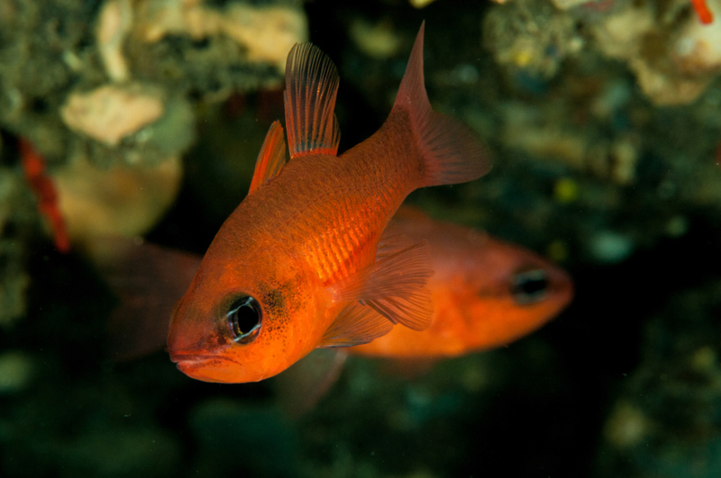 Telescope Cardinal | Getty Images Photo by Lophius