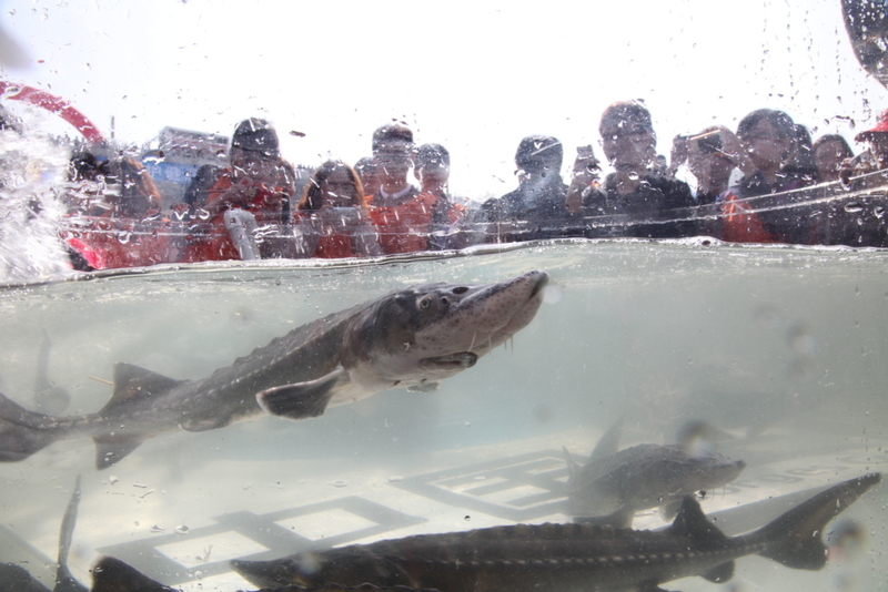 Yangtze Sturgeon | Getty Images Photo by Visual China Group