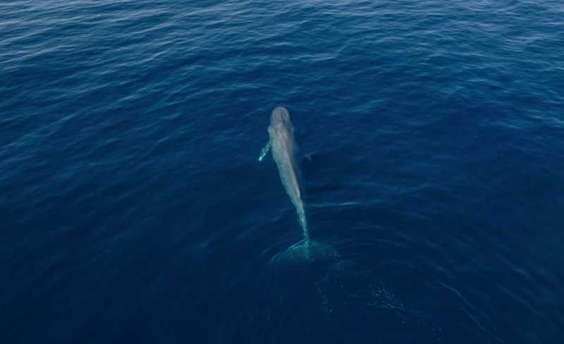 Blue Whale | Getty Images Photo by Carl Finkbeiner