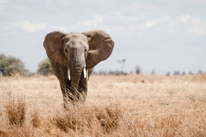 Elephants | Getty ImagesGetty Images Photo by Dave Carr