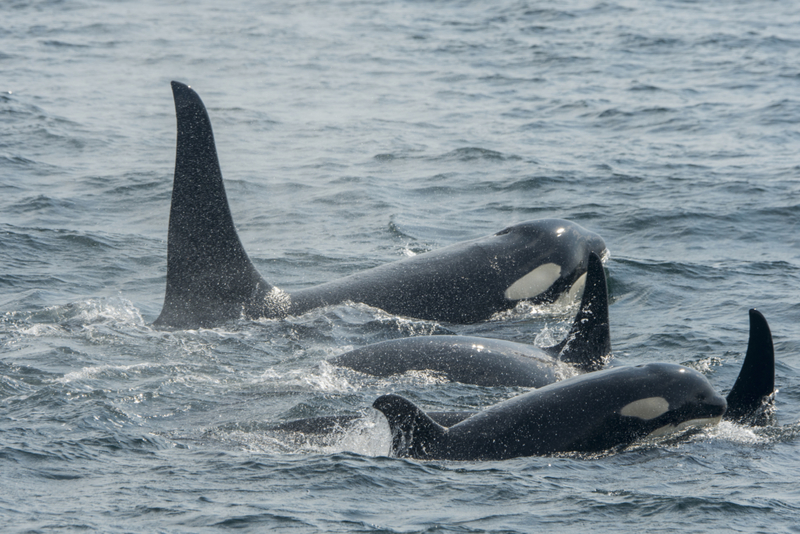 Orca | Getty Images Photo by Wolfgang Kaehler/LightRocket