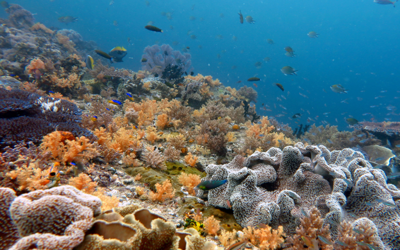 The Underwater Amazon | cheng boon ping/Shutterstock