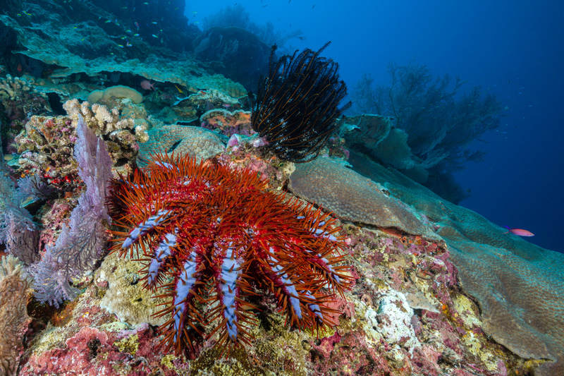 Coral on Christmas Island | Alamy Stock Photo by WaterFrame_dpr