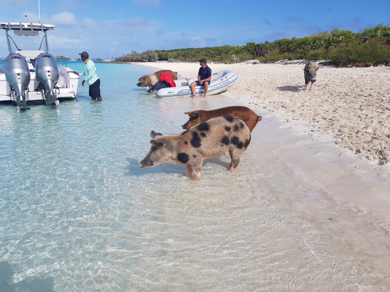 Pig Beach | Alamy Stock Photo by George Petrou