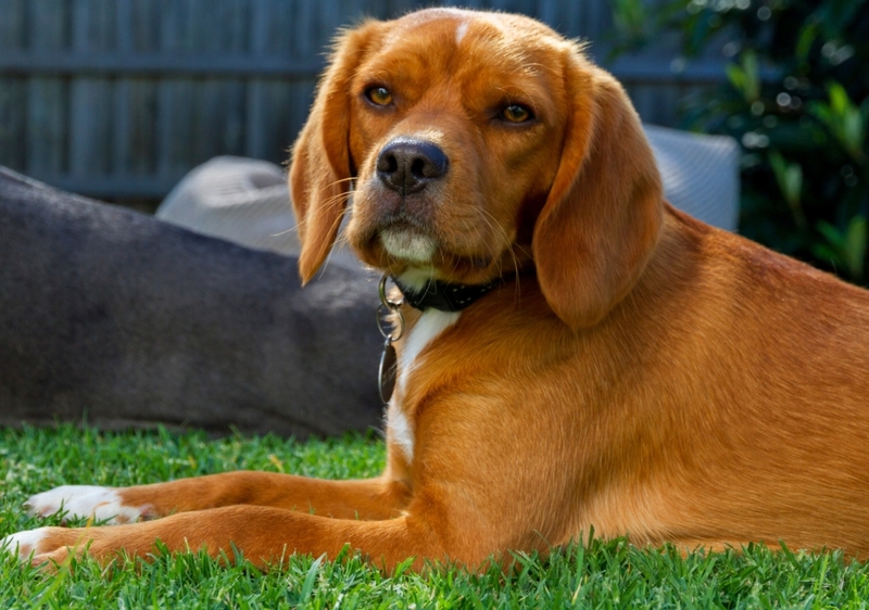 The Beaglier | Shutterstock