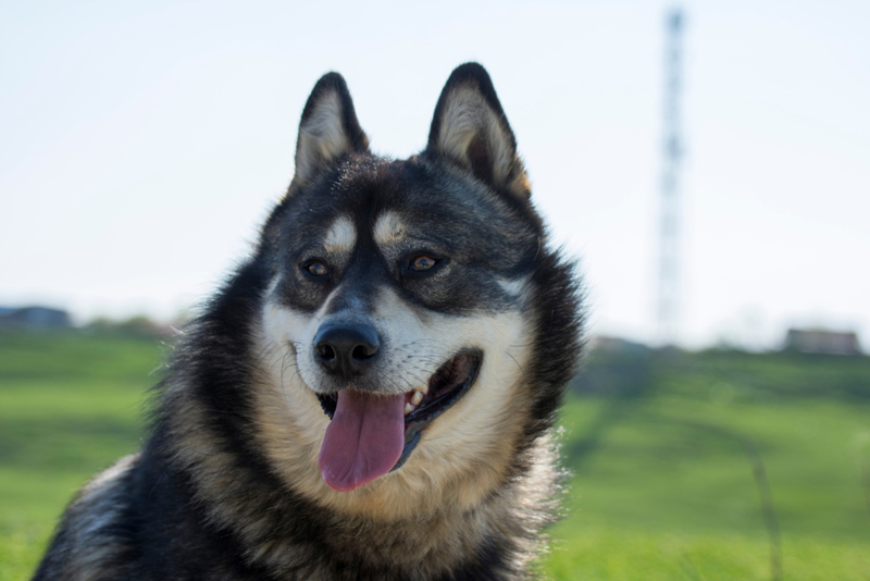 The Gerberian Shepsky | Shutterstock