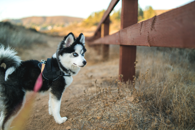 The Pomsky | Shutterstock