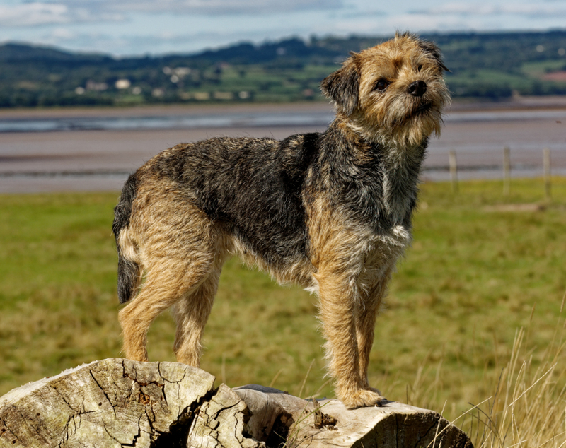 The Border Terrier | Shutterstock