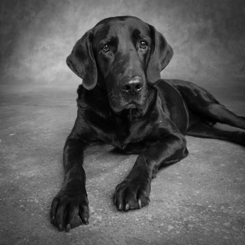 The Labradane | Alamy Stock Photo