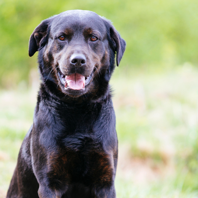 The Rottador | Alamy Stock Photo