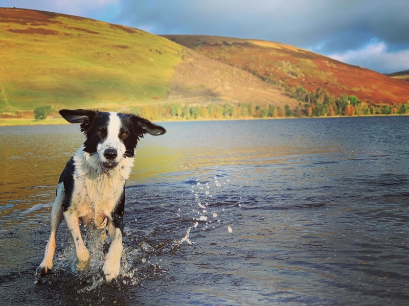 The Border Spaniel | Alamy Stock Photo